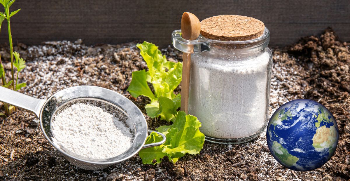 What Is Diatomaceous Earth?