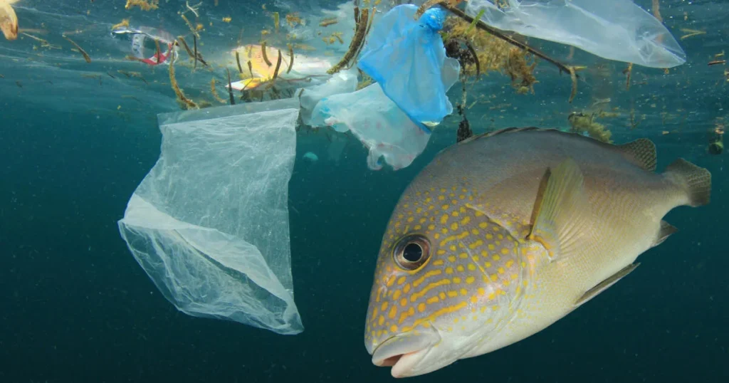 Methods Do Scientists Use to Count Fish in the Ocean?