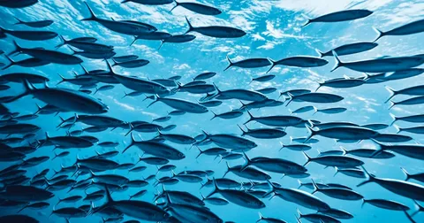 How Many Fish Are Estimated to Be in the Ocean?