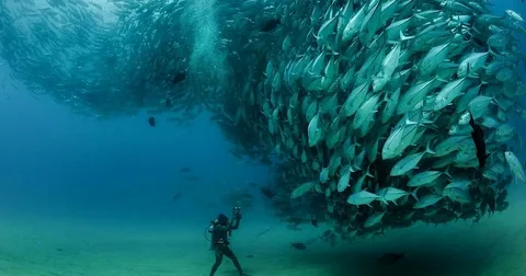 How Many Fish Are Estimated to Be in the Ocean?