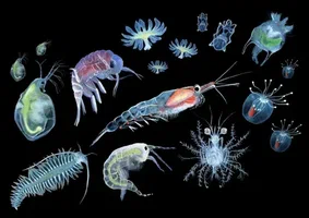 What Creatures Live in the Ocean?